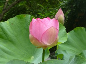Hasu (Lotus)
