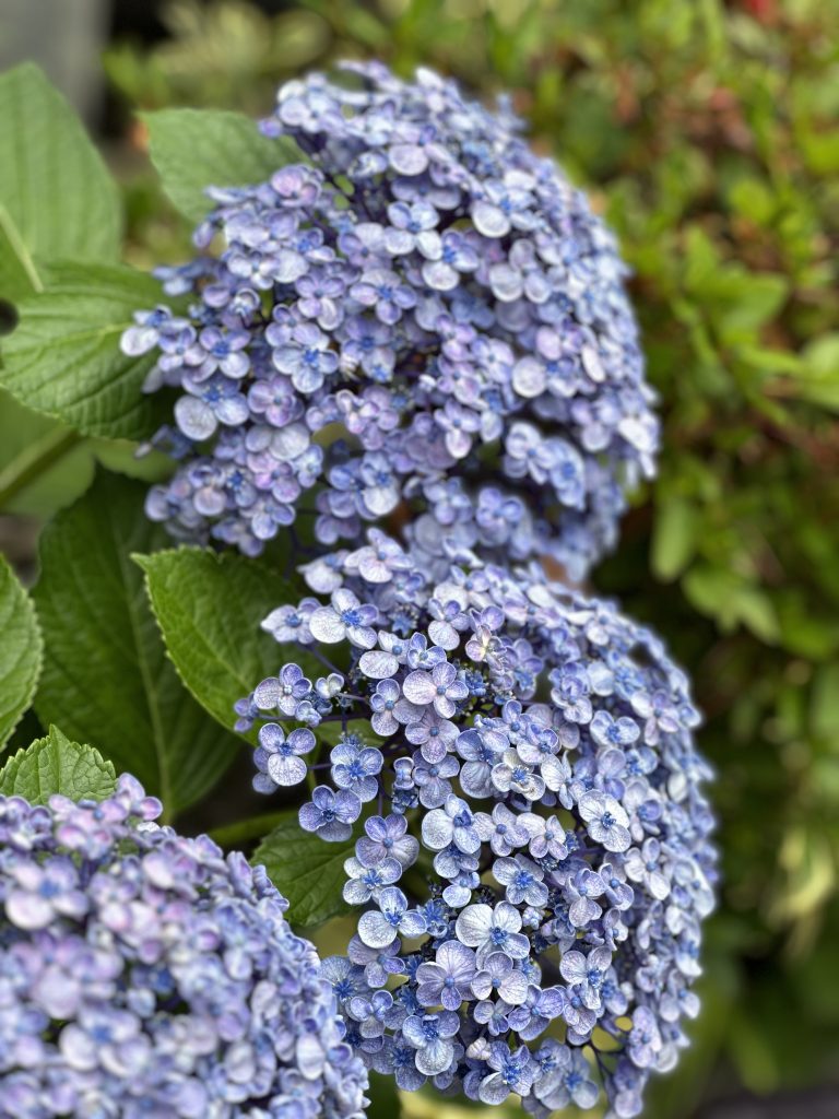 Hydrangeas
