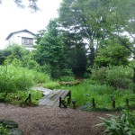 The pond and marsh area of the garden.