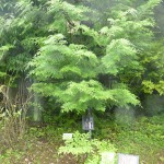 Sakaki - Shintō's sacred tree.